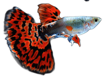 Cardume com 6 Tetra Neons Verdadeiros (Paracheirodon innesi)
